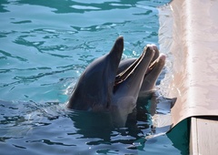 Delfini v najbolj znanem akvariju podhranjeni in agresivni: so v nevarnosti?