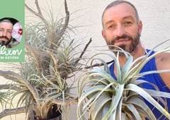 Tilandzije, tako posebne rastline, a tako enostavne za vzgojo