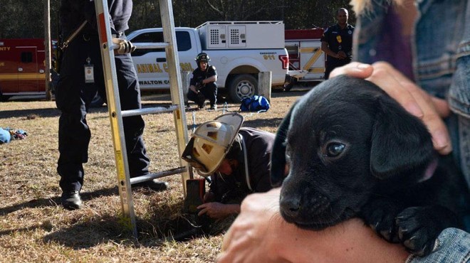 Poglejte, kako so srčni gasilci rešili pasjega mladička (VIDEO) (foto: Profimedia/fotomontaža)