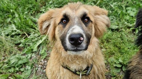 Fredi na oddaljeni kmetiji čaka na človeka, ki bi ga imel rad
