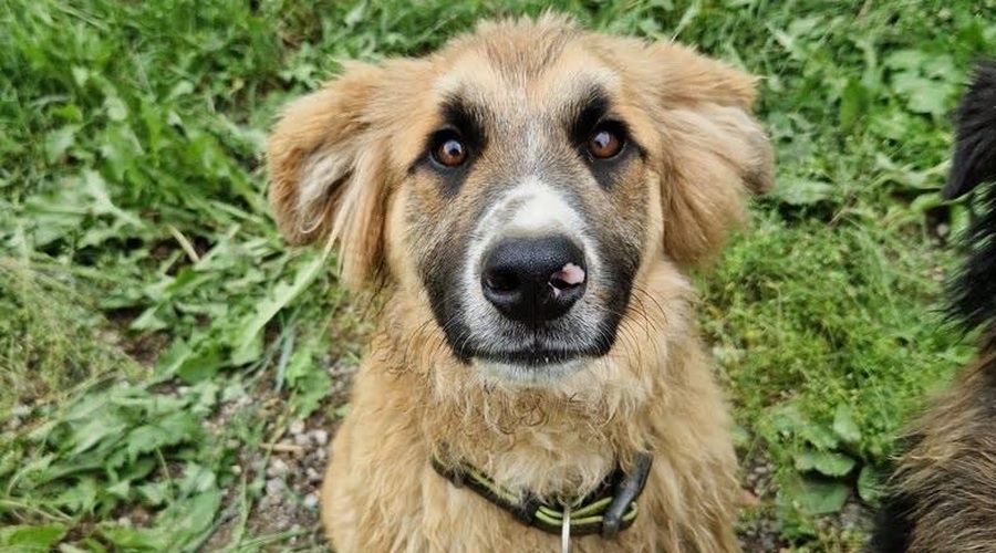 Fredi na oddaljeni kmetiji čaka na človeka, ki bi ga imel rad (foto: Zavod Muri)