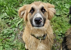 Fredi na oddaljeni kmetiji čaka na človeka, ki bi ga imel rad