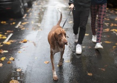 3 nasveti, da bo sprehod s psom najbolj učinkovit