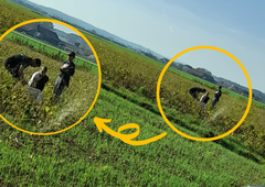 Slovenski kmet jezen na starše, ki svoje otroke učijo "rabutati"