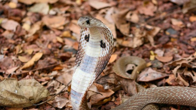 Strupena kobra je poginila potem, ko jo je ugriznil 8-letni deček – dvakrat! (foto: profimedia)