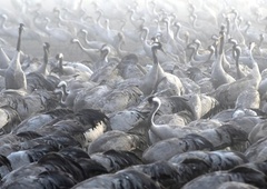 Začel se je selitveni spektakel – ste jih opazili ali slišali glasno trobljenje?