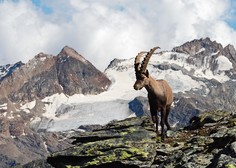 Stroka prepoznava alpskega kozoroga za domorodno slovensko vrsto