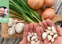 Česen in čebulo je bolje saditi jeseni. Še je čas in povem vam prednosti!