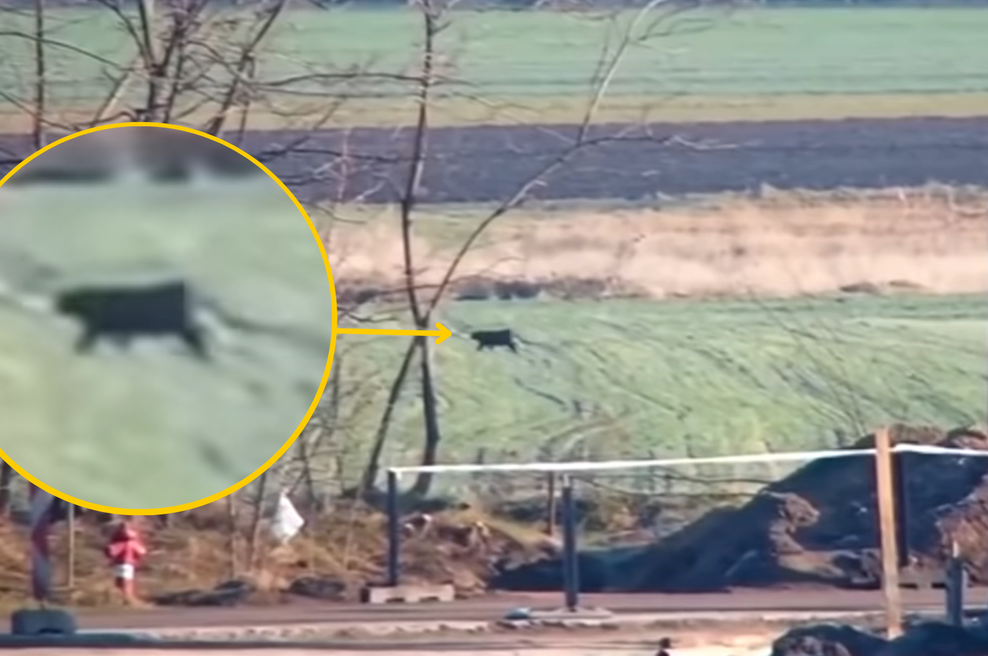 Prebivalci trepetajo pred nevarno eksotično živaljo, ki so jo videli v bližnjih gozdovih (foto: Youtube/M1 - Híradó/posnetek zaslona/fotomontaža)