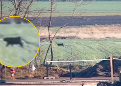 Prebivalci trepetajo pred nevarno eksotično živaljo, ki so jo videli v bližnjih gozdovih