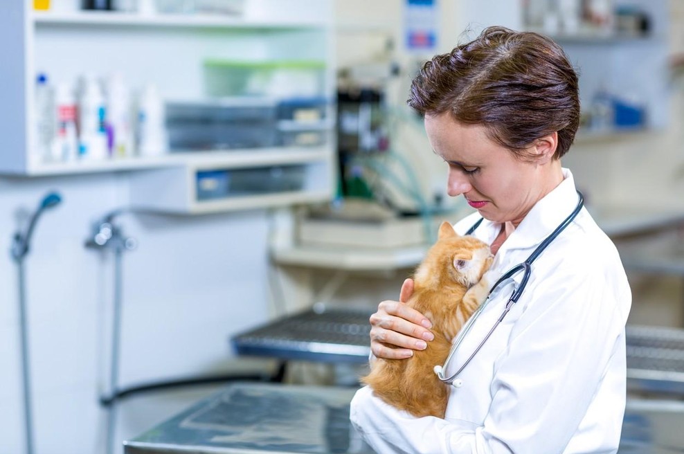 Prav poseben mačji mladič, kakršnega veterinarji ne pomnijo (foto: Profimedia)