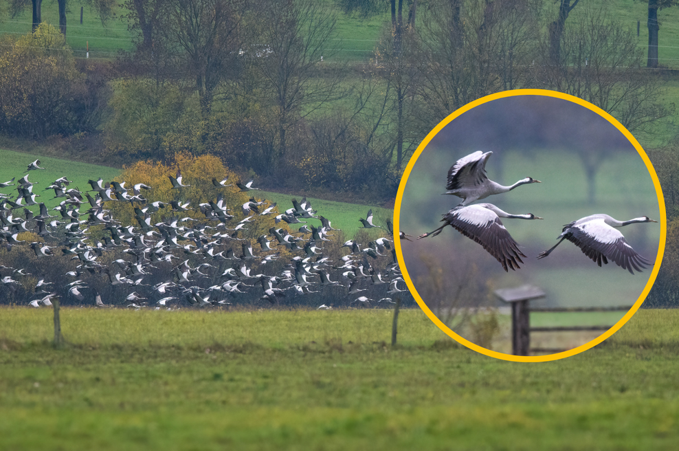 Čudoviti prizori na Cerkniškem jezeru: nebo so preplavili veličastni obiskovalci (foto: Zoran Vidrih/fotomontaža)