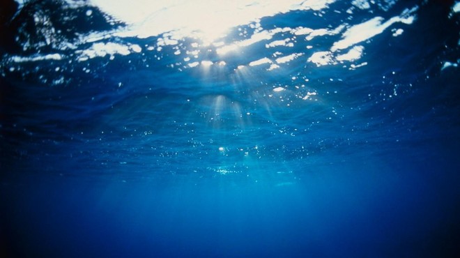 FOTO: V Jadranskem morju našli 3-metrskega morskega črva (foto: Profimedia)