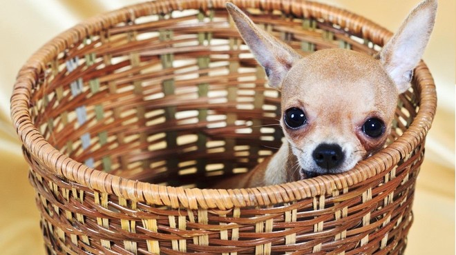 Najmanjša pasma psov na svetu je hkrati tudi tista, ki živi najdlje (foto: Profimedia)