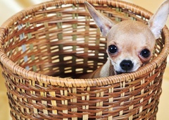 Najmanjša pasma psov na svetu je hkrati tudi tista, ki živi najdlje