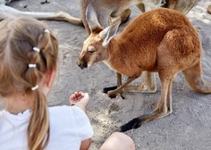 O fantu, ki mu je srečanje s poginulim kengurujem spremenilo življenje