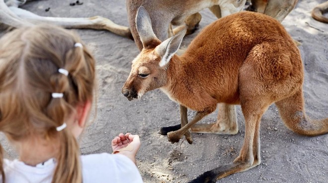 O fantu, ki mu je srečanje s poginulim kengurujem spremenilo življenje (foto: Profimedia)