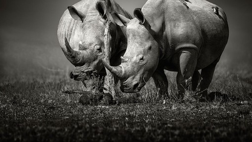 Zanimivo odkritje o nosorogih: zaradi ljudi (in lova) so se v zadnjih 100 letih močno spremenili