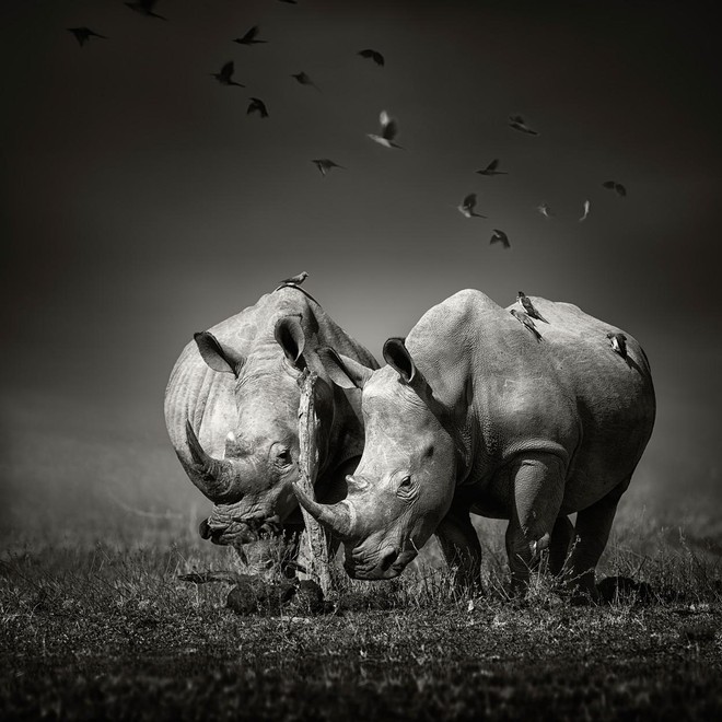 Zanimivo odkritje o nosorogih: zaradi ljudi (in lova) so se v zadnjih 100 letih močno spremenili (foto: profimedia)