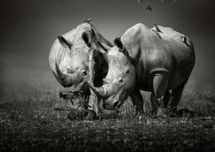 Zanimivo odkritje o nosorogih: zaradi ljudi (in lova) so se v zadnjih 100 letih močno spremenili