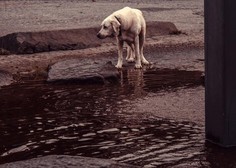 Zavetišče Horjul na sledi namernim zapustitvam psov, v ozadju pa registriran rejec in razstavljalec
