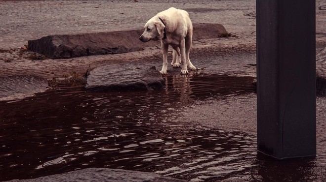 Zavetišče Horjul na sledi namernim zapustitvam psov, v ozadju pa registriran rejec in razstavljalec (foto: Profimedia)