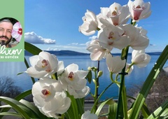 Koristni napotki za nakup in nego za lepe ter zdrave orhideje