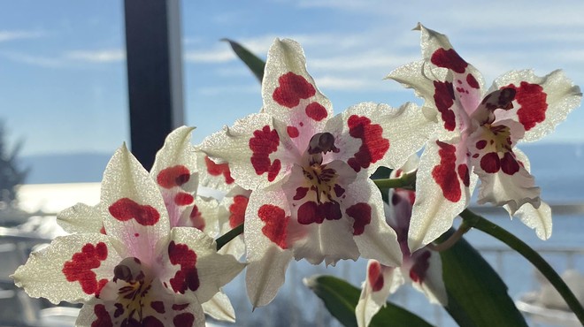 Ali vaš dom krasijo orhideje? Dodajte jim to sestavino in njihove korenine nikoli več ne bodo zgnile (foto: Srečko Blas)