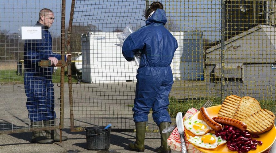 Ptičja gripa spreminja prehrano Britancev: do božiča brez jajc? (foto: Profimedia/fotomontaža)