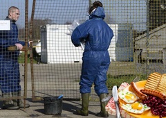 Ptičja gripa spreminja prehrano Britancev: do božiča brez jajc?