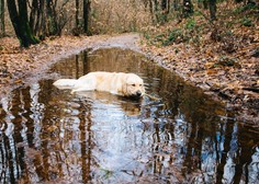 Opozorilo: V deževnih dneh ne dovolite psu, da pije iz luže