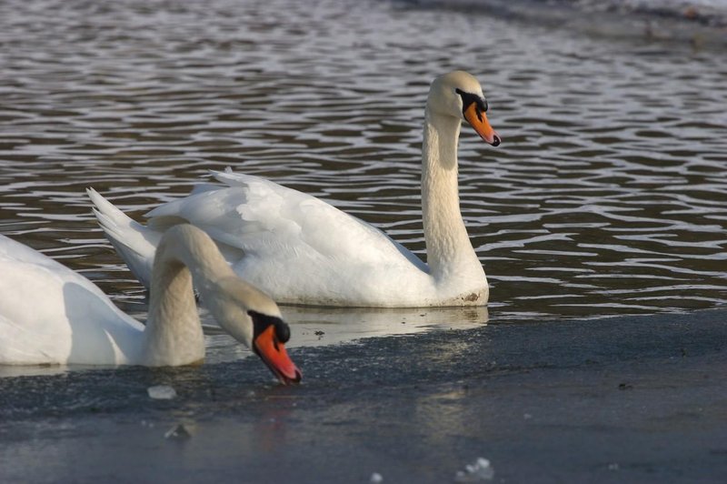 Prvi primer v letu 2025: pri labodu v Velenju potrdili ptičjo gripo