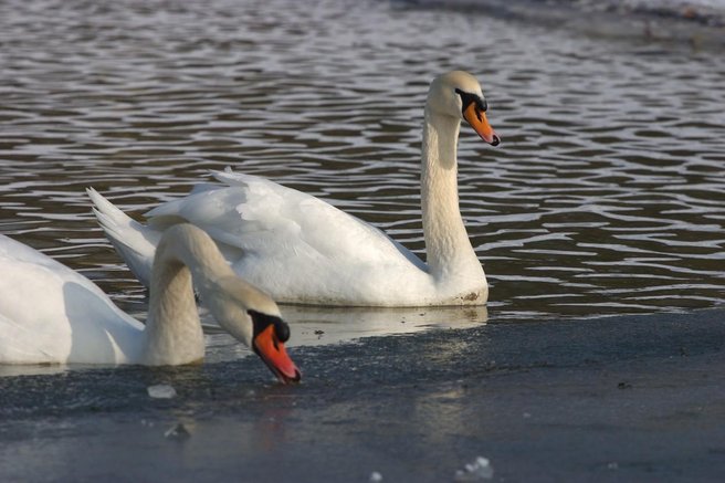 Prvi primer v letu 2025: pri labodu v Velenju potrdili ptičjo gripo