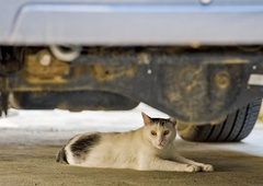 V hladnih dneh potrkajte po havbi, preden se odpeljete z avtomobilom