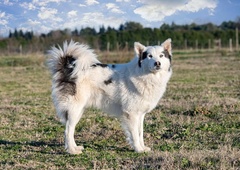 V Ljutomeru na skritem posestvu poteka vzreja starodavne, skoraj izumrle pasme