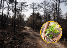 Želeli ste pomagati, zdaj lahko: iščejo prostovoljce pri akciji obnove gozdov na Krasu