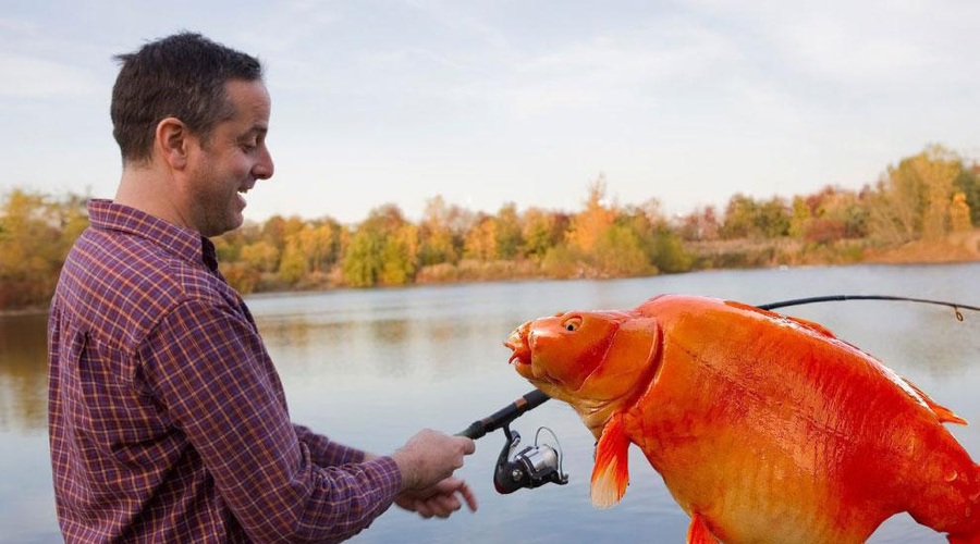 Britanski ribič ujel velikansko zlato ribico (foto: Profimedia/ Facebook/Bluewater Lakes /fotomontaža)