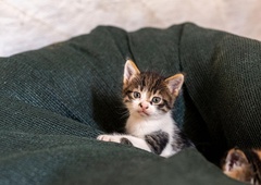 Zakaj je izgovor 'sterilizacija mačke je predraga' najslabši izmed vseh?