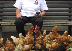 Imate tudi vi doma kokoši? Kmalu jih boste morali registrirati