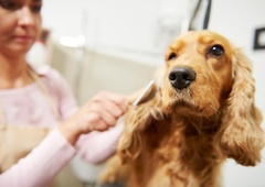 Katere pasme psov so z vidika nege najbolj in najmanj zahtevne?