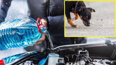 Kaj se zgodi, če pes poliže antifriz in kako prepoznati zastrupitev?