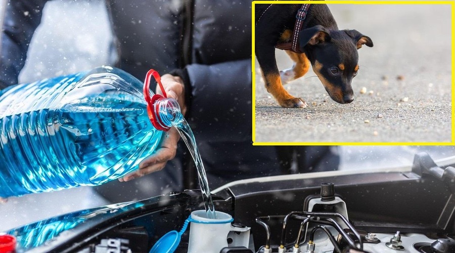 Kaj se zgodi, če pes poliže antifriz in kako prepoznati zastrupitev? (foto: Profimedia/fotomontaža)