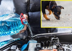 Kaj se zgodi, če pes poliže antifriz in kako prepoznati zastrupitev?