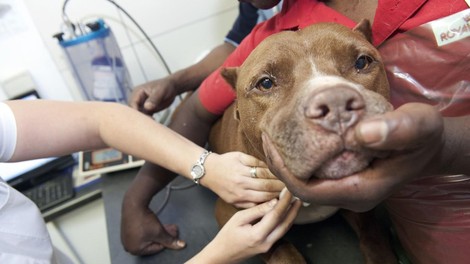 Bo Južna Afrika prepovedala pitbulle kot domače živali?