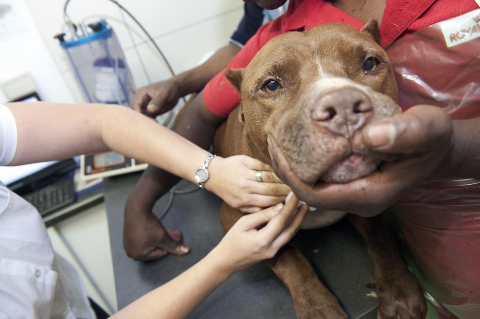 Bo Južna Afrika prepovedala pitbulle kot domače živali? (foto: Profimedia)
