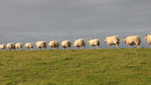 Misterij brez razlage: ovce že 12 dni hodijo v popolnem krogu (VIDEO)
