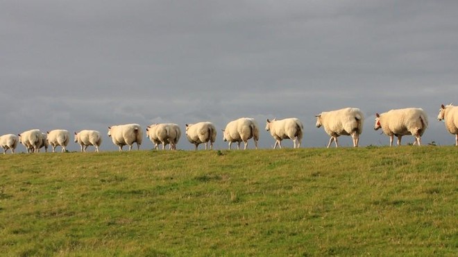 Misterij brez razlage: ovce že 12 dni hodijo v popolnem krogu (VIDEO) (foto: Profimedia)