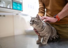 Kdaj moramo mačko nujno peljati k veterinarju?