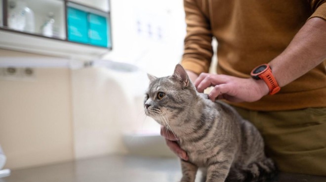 Kdaj moramo mačko nujno peljati k veterinarju? (foto: Profimedia)
