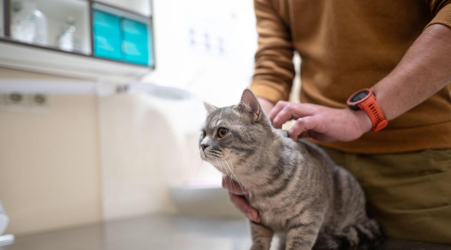 Kdaj moramo mačko nujno peljati k veterinarju? (foto: Profimedia)